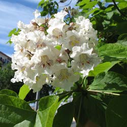 Catalpa commun / Catalpa bignonioides